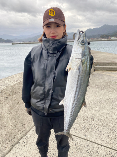 サゴシの釣果