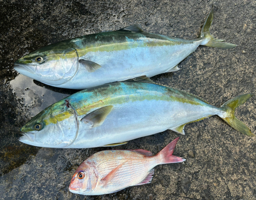 ブリの釣果