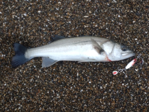 マダカ（マルスズキ）の釣果