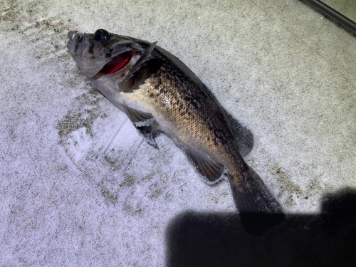 クロソイの釣果