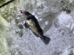 クロソイの釣果