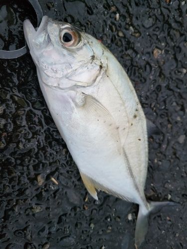 ギンガメアジの釣果