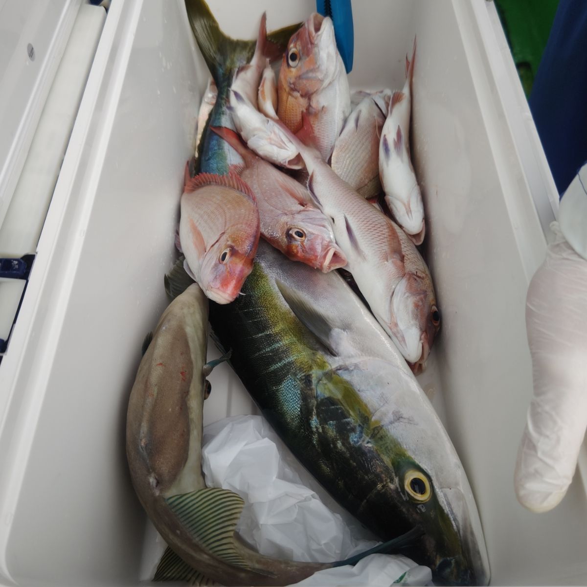 第三豊丸　日立久慈港さんの釣果 2枚目の画像