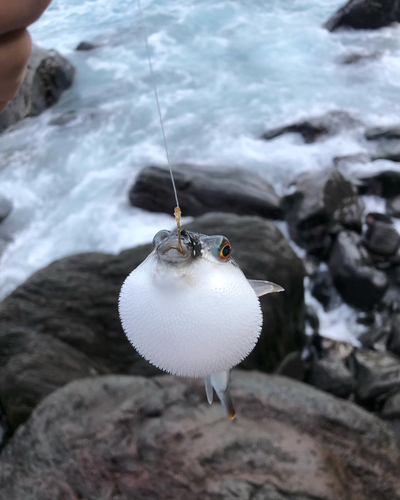 メジナの釣果