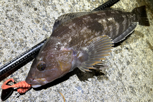 アイナメの釣果