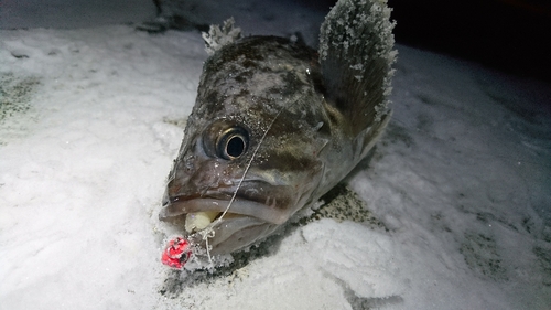 クロソイの釣果