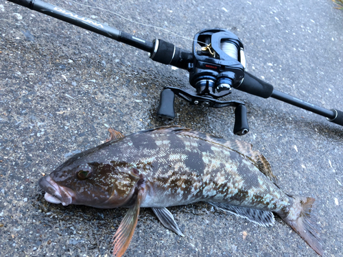 アイナメの釣果