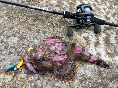 カジカの釣果