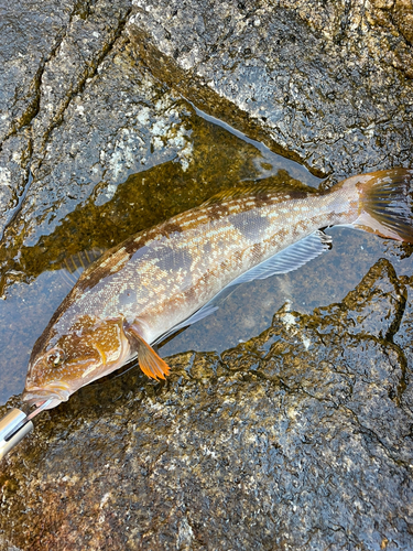 アイナメの釣果