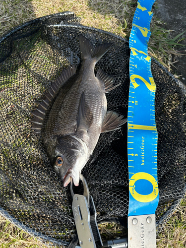 クロダイの釣果