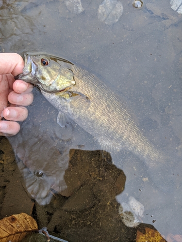 スモールマウスバスの釣果