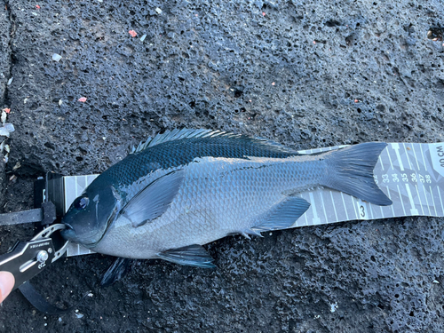 メジナの釣果