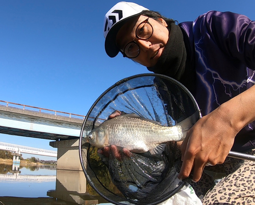 ヘラブナの釣果