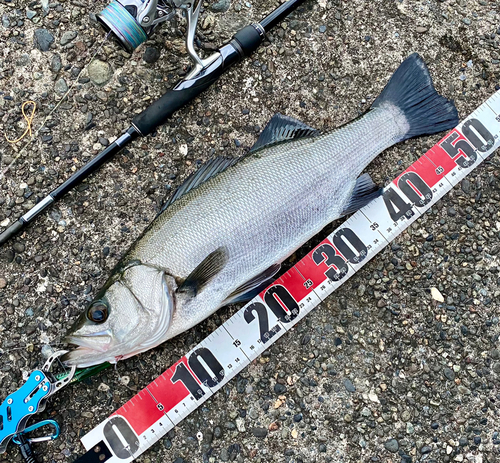 ヒラスズキの釣果