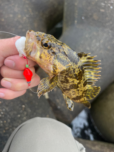 タケノコメバルの釣果