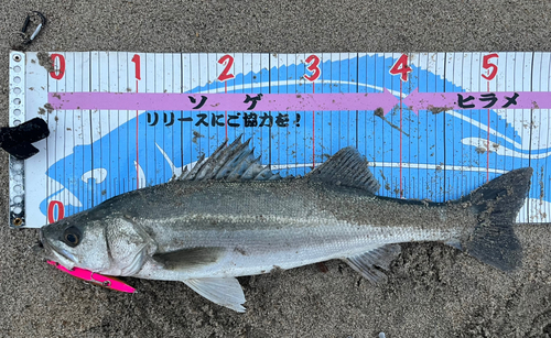 シーバスの釣果