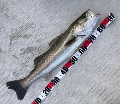 シーバスの釣果