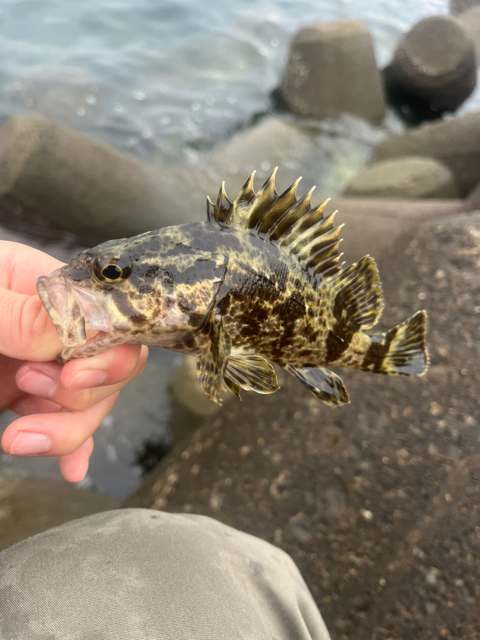 タケノコメバル