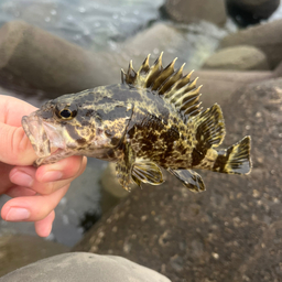 タケノコメバル