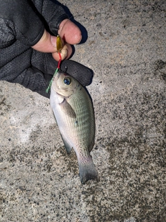 メジナの釣果