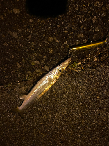 カマスの釣果