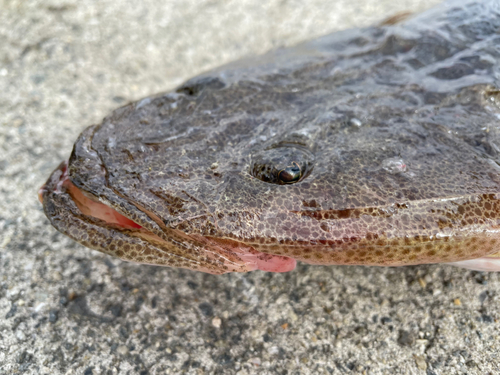 マゴチの釣果