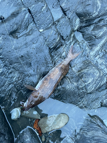 アイナメの釣果