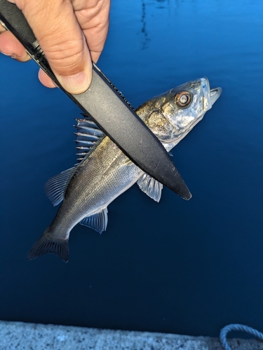 セイゴ（タイリクスズキ）の釣果