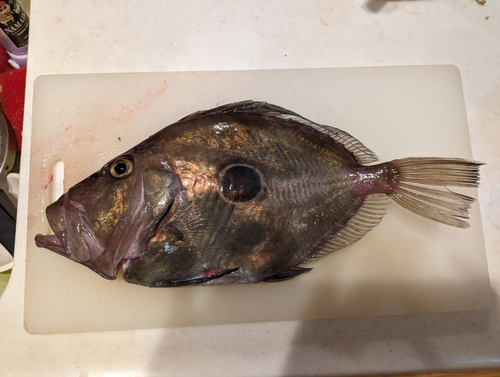 マトウダイの釣果