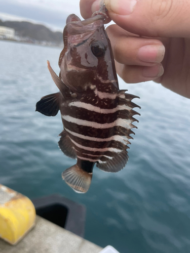 アオハタの釣果