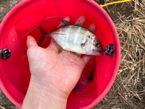 メッキの釣果