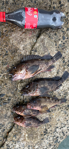 カサゴの釣果