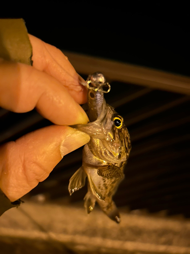 クロソイの釣果