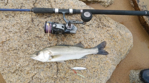 ハネ（マルスズキ）の釣果