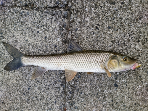 ニゴイの釣果