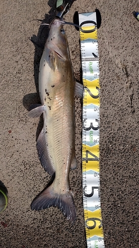 アメリカナマズの釣果