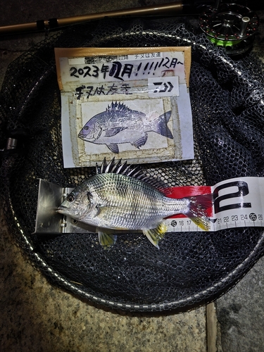 キビレの釣果