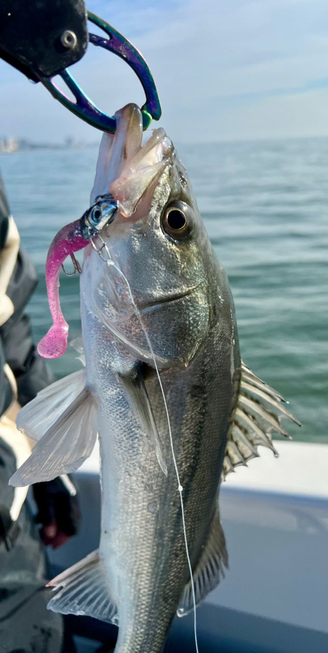 アップタイドクルーズさんの釣果 2枚目の画像