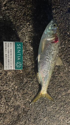 コノシロの釣果