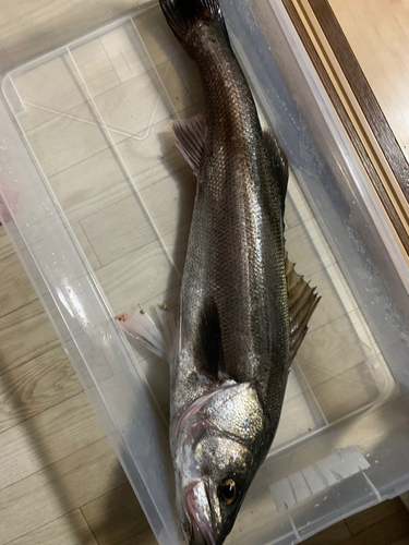 スズキの釣果