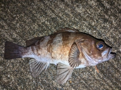 メバルの釣果