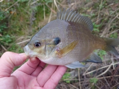 ブルーギルの釣果