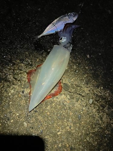 ヤリイカの釣果