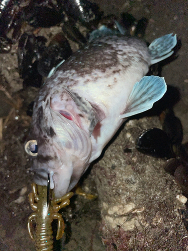 マゾイの釣果