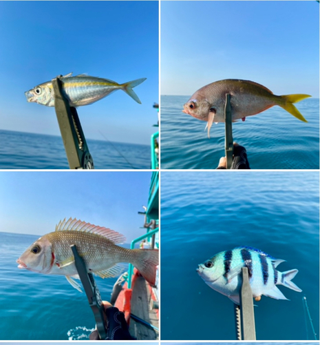 オヤビッチャの釣果