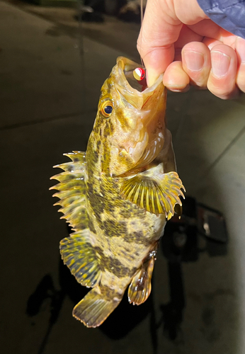 ベッコウゾイの釣果