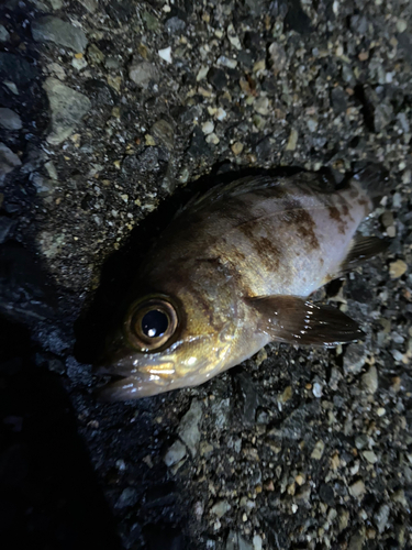 メバルの釣果