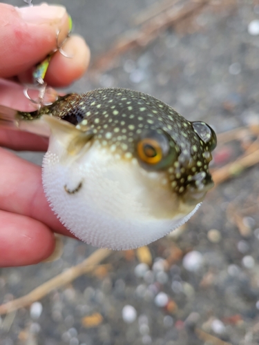 クサフグの釣果