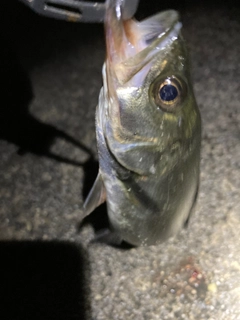 セイゴ（マルスズキ）の釣果