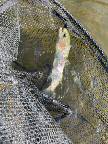 ニジマスの釣果